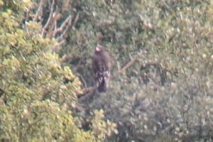 stor skrigeørn ved saksfjed