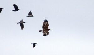 stor skrigørn, saksfjed