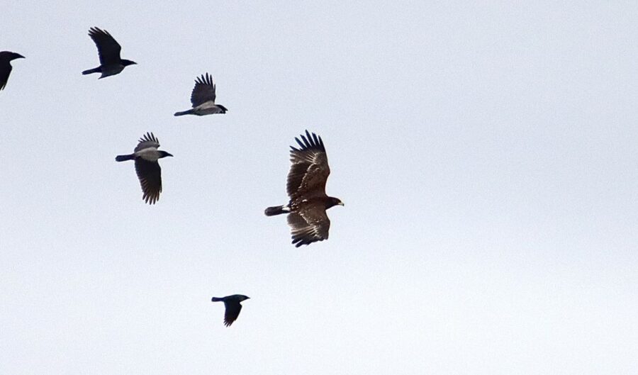 stor skrigørn, saksfjed