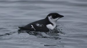 søkonge ved køge havn