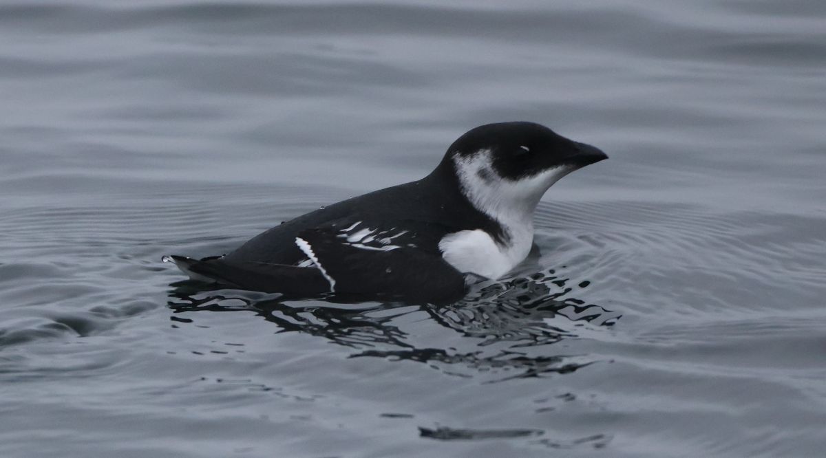 søkonge ved køge havn