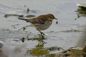 Bjergpiber, porsmose