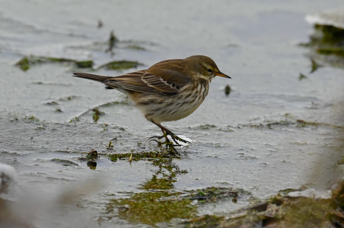 Bjergpiber, porsmose