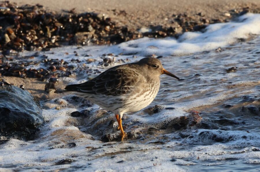 sortgrå ryle ved gedser odde
