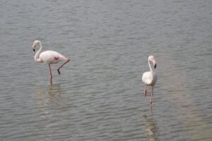 stor flamingo