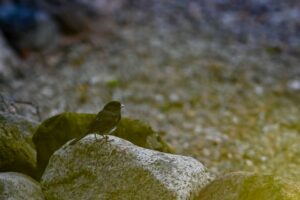 Mørkøjet junco