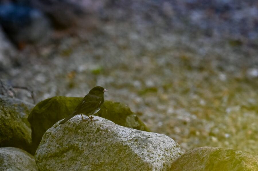 Mørkøjet junco
