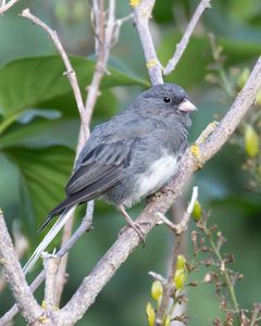 Mørkøjet Junco
